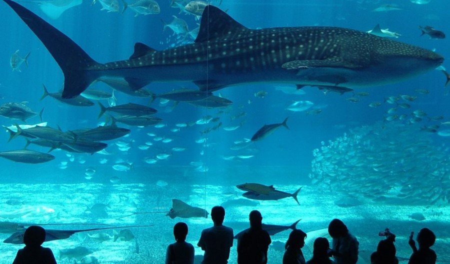 Immersive Wonders: Unforgettable Underwater Adventures at Istanbul's Florya Aquarium